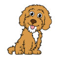 Labradoodle Puppy World